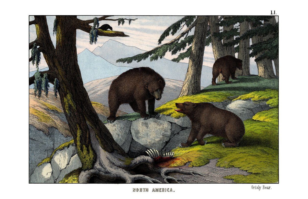Ours grizzly - English School