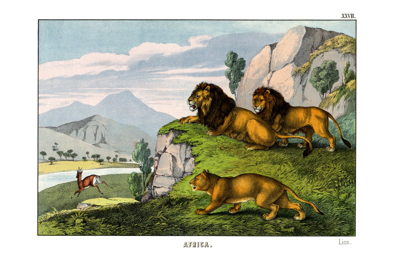 Lion - English School