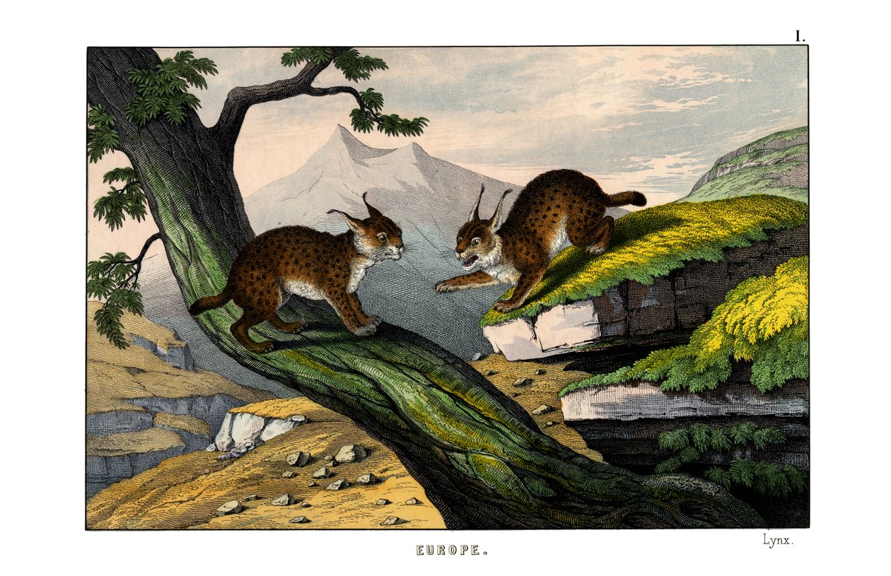 Lynx - English School