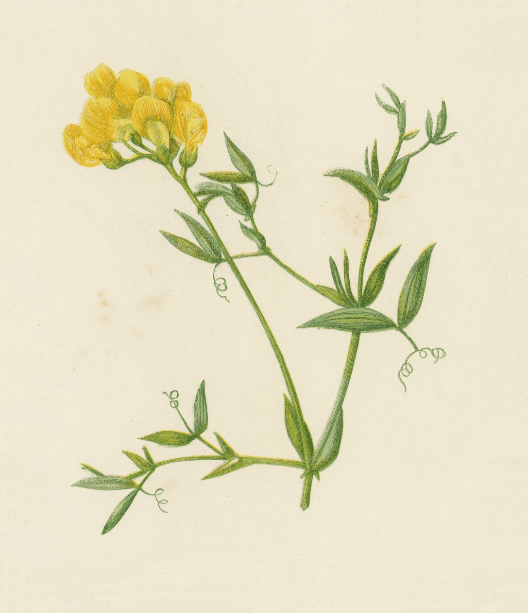 Gesse des prés, Lathyrus Pratensis - English School