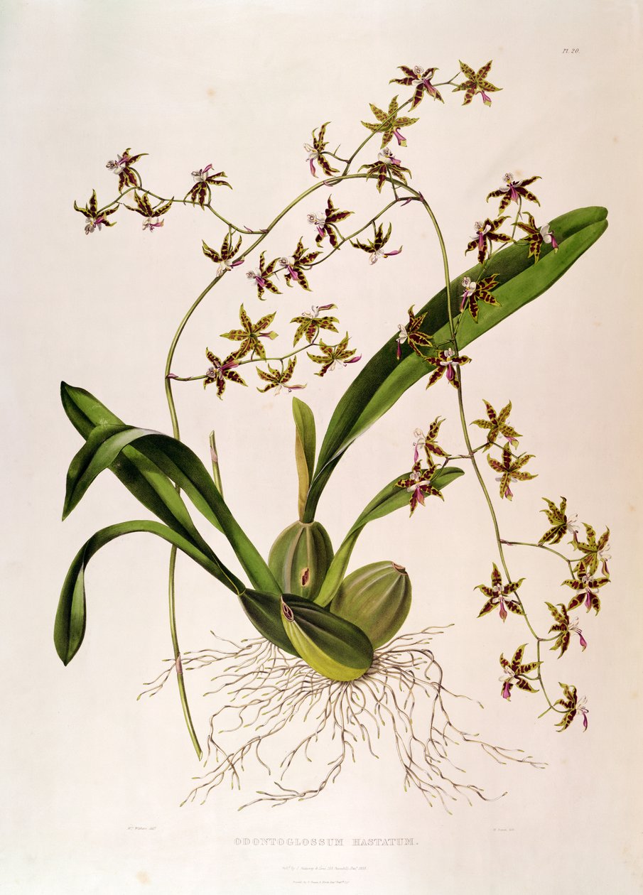 Odontoglossum Hastatum - English School