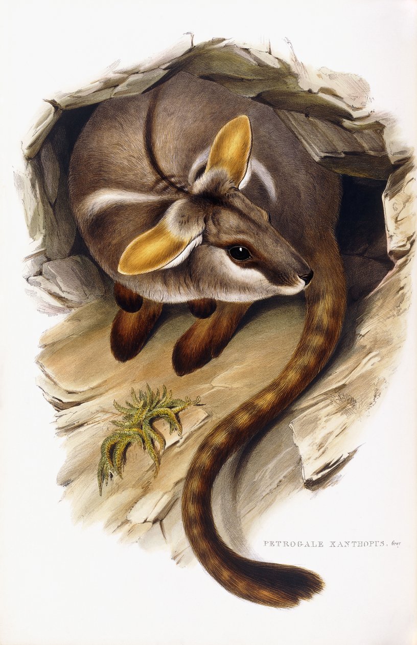 Petrogale Xanthopus - English School