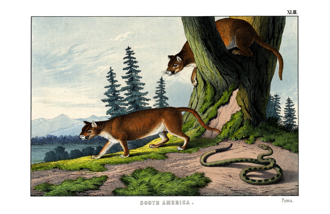 Puma - English School
