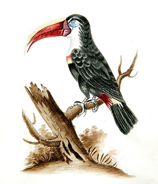 Toucan à bec rouge - English School