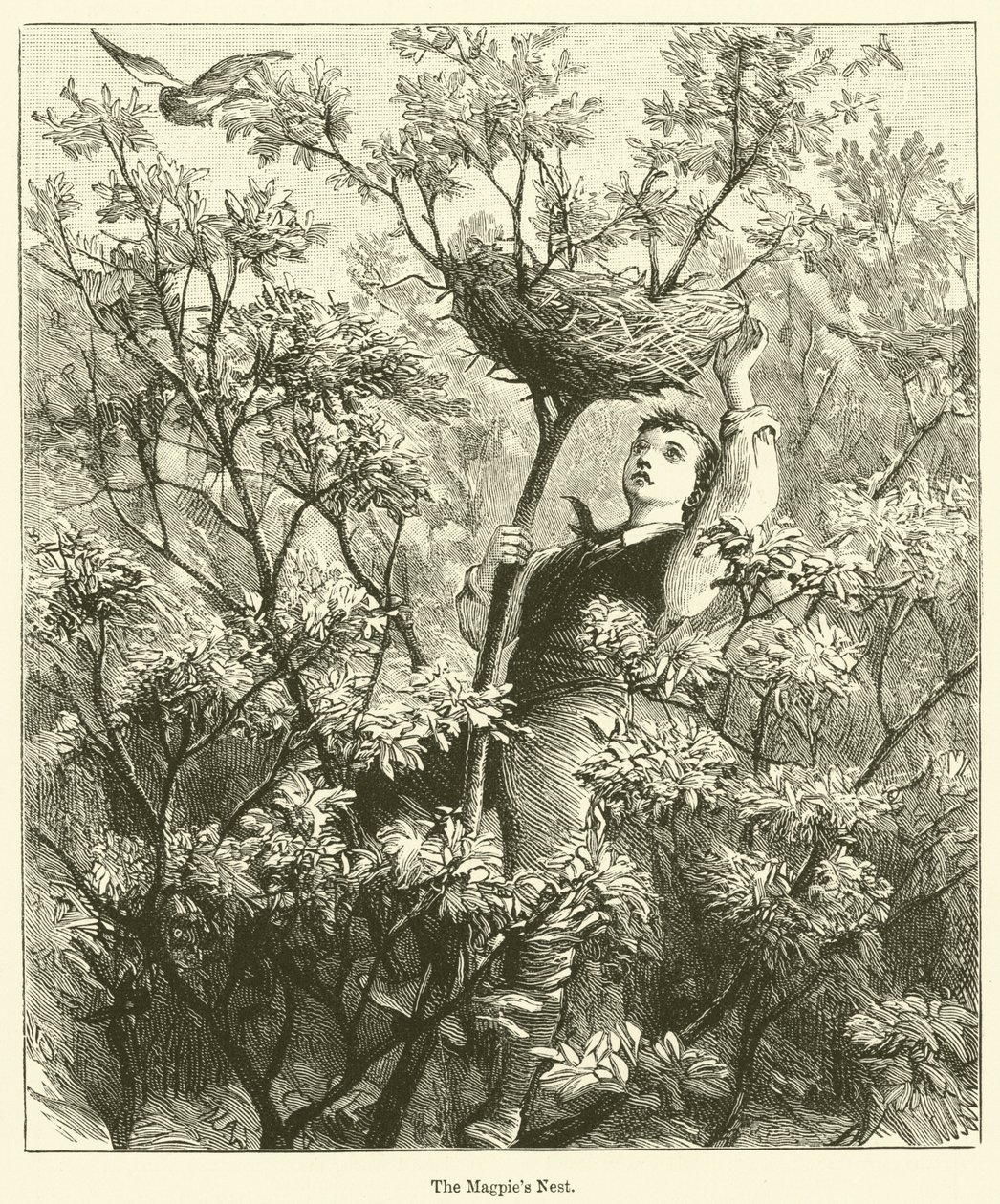 Le nid de pie (gravure) - English School