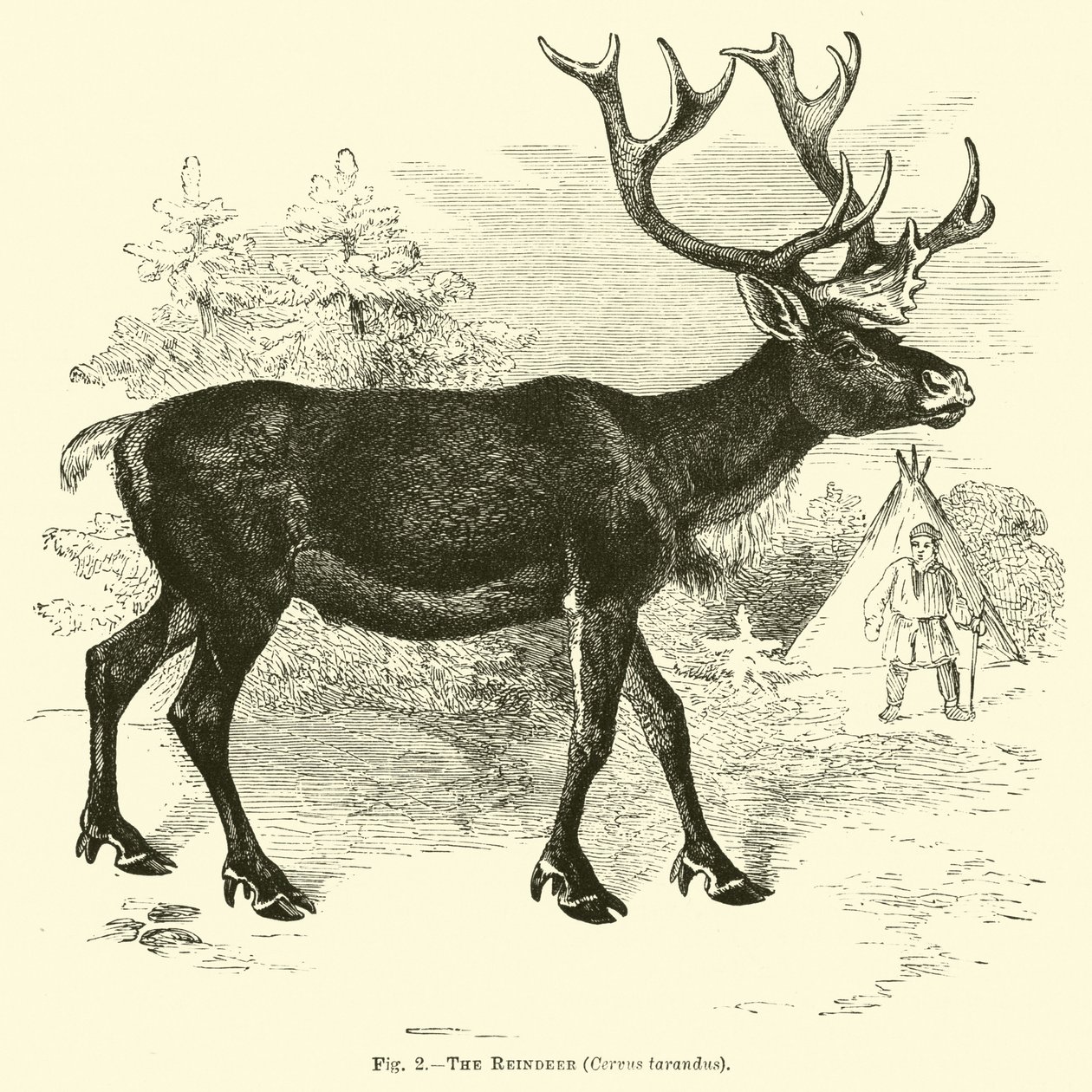 Le renne, Cervus tarandus - English School