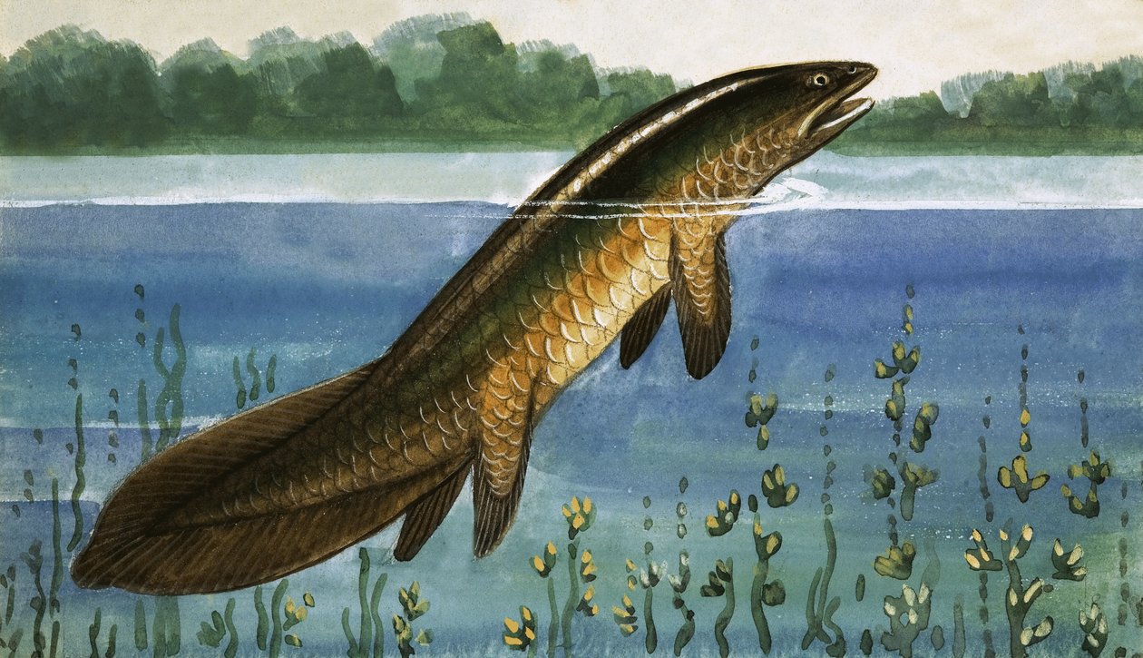 Poisson non identifié - English School