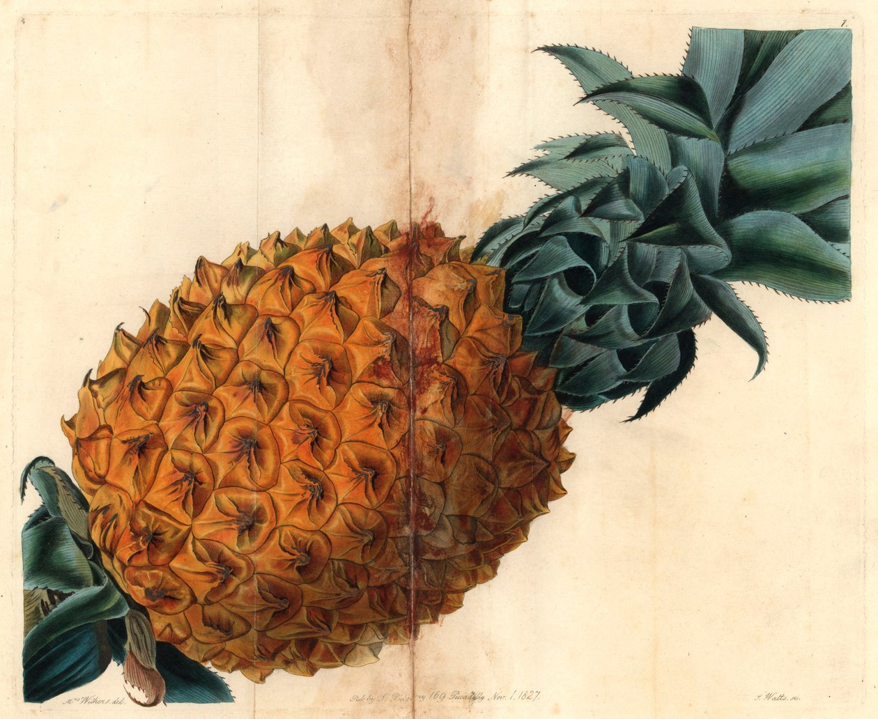 Ananas à feuilles ondulées de 