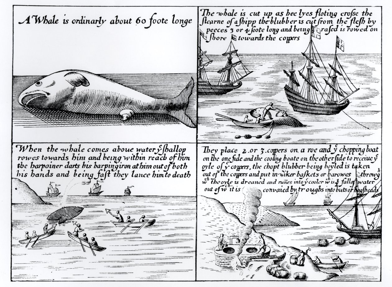 Chasse à la baleine à Spitzbergen en 1611 - English School