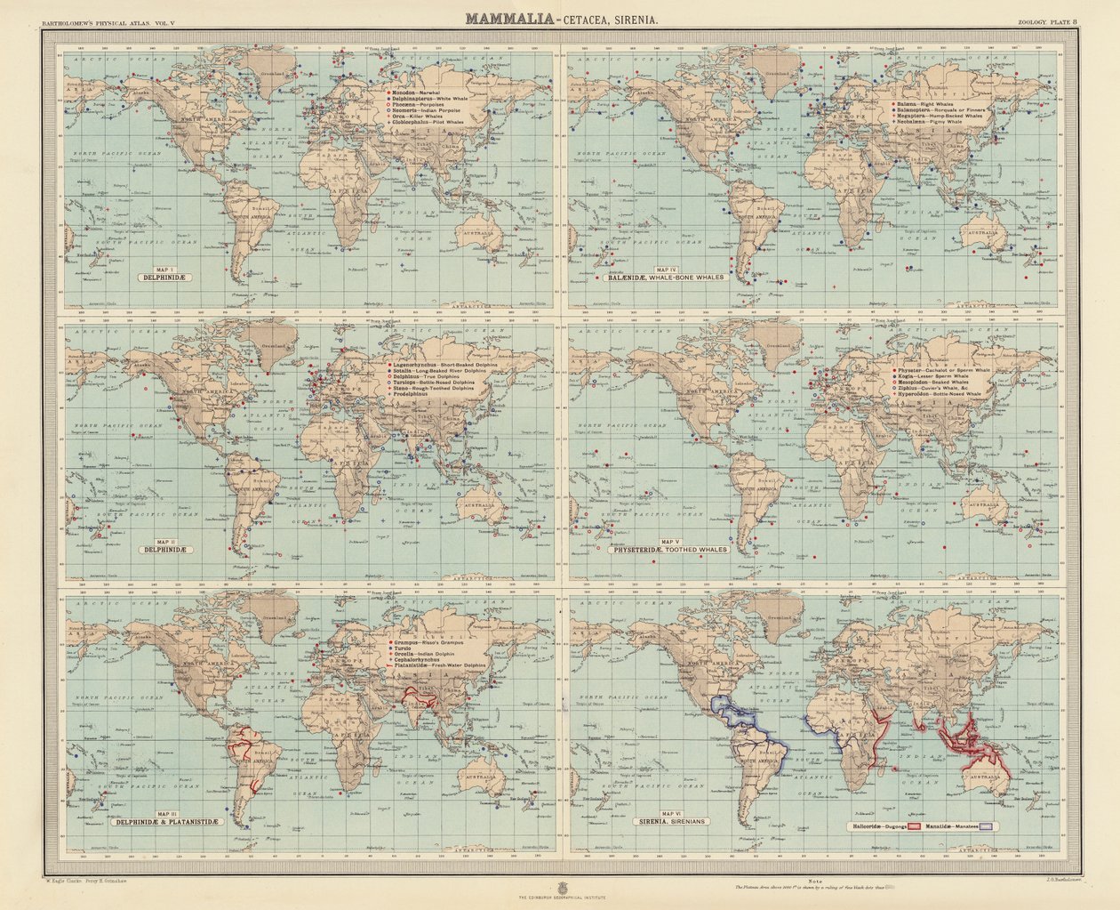 Zoogéographie : Mammifères, Cétacés, Siréniens - English School