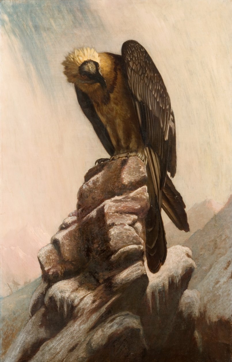 Aigle sur une falaise - English School English School