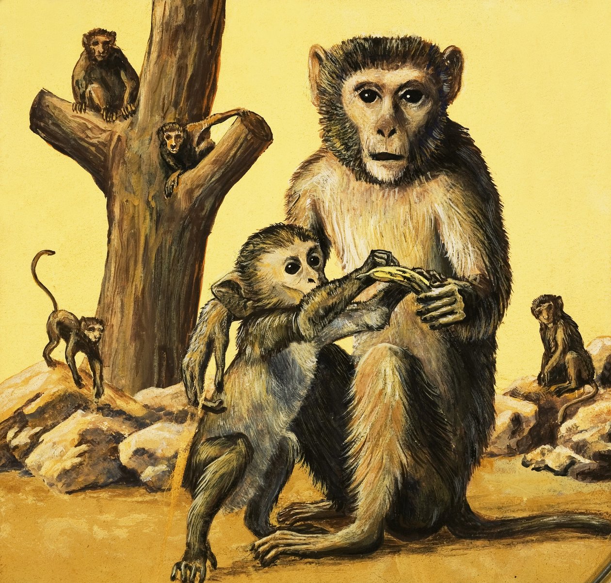 Singe rhésus - Eric Tansley