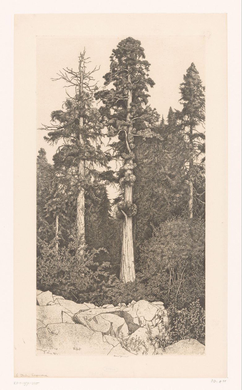 Sequoia boom Baby Sequoia - Ernest Haskell (signed by artist)