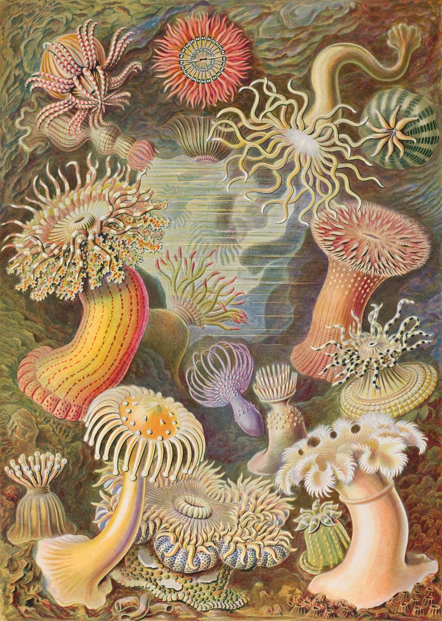 Haeckel Actiniae - Ernst Haeckel