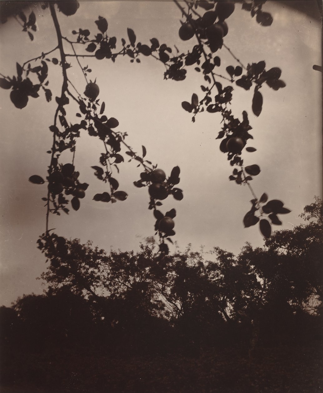 Branche de pommier,1922/1923 (photo) - Eugène Atget