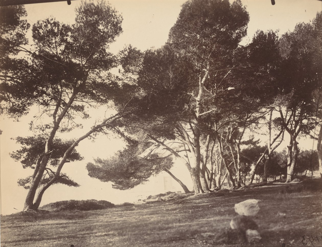 Cannes, Ile Saint Honorat,c. 1899-1927 (photo) - Eugène Atget