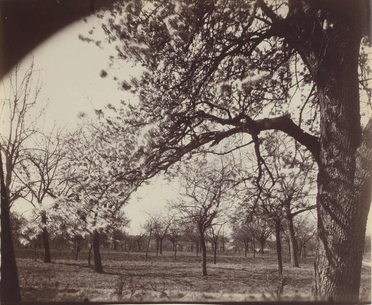 Poirier,1921 (photo) - Eugène Atget