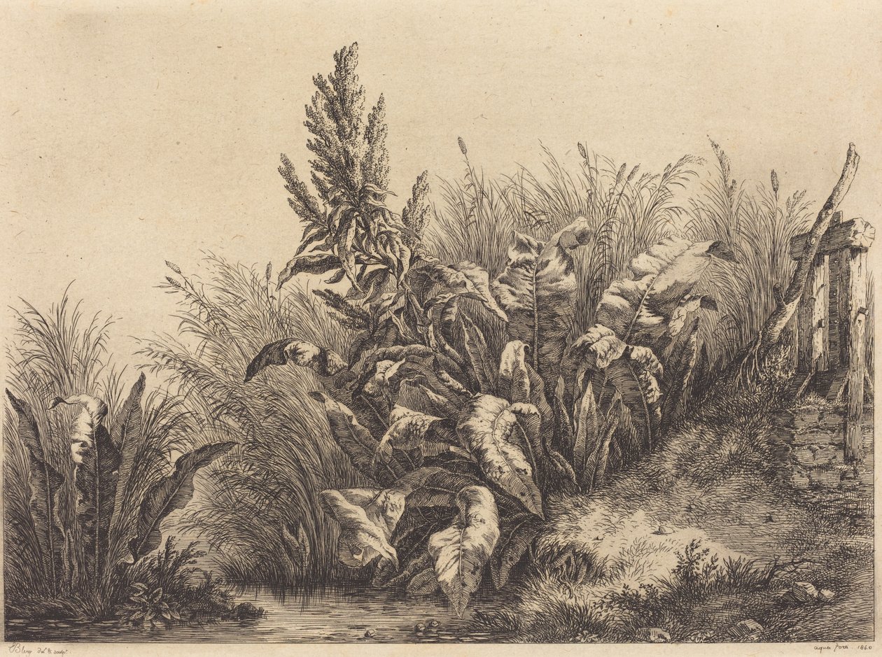 Rumex hydrolapathum - Eugene Bléry