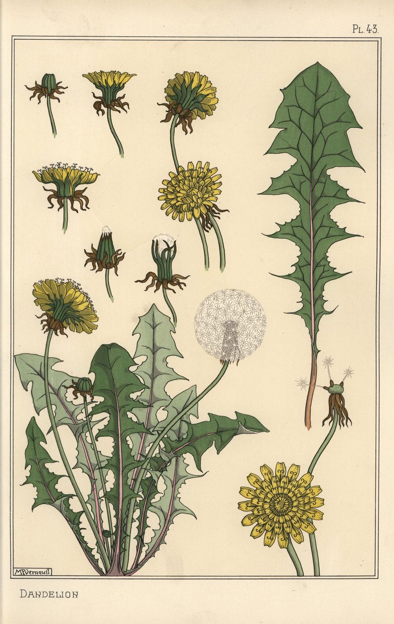 Étude botanique de pissenlit - Eugene Grasset