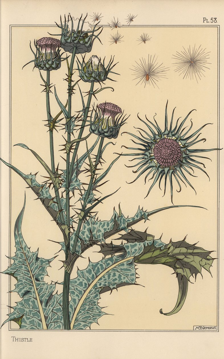 Étude botanique de chardon - Eugene Grasset