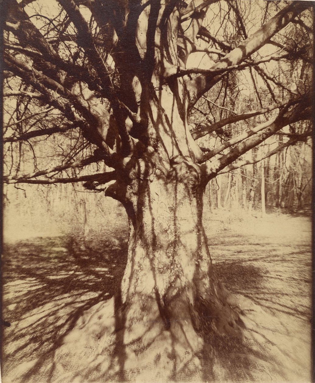 Hêtre - Eugène Atget