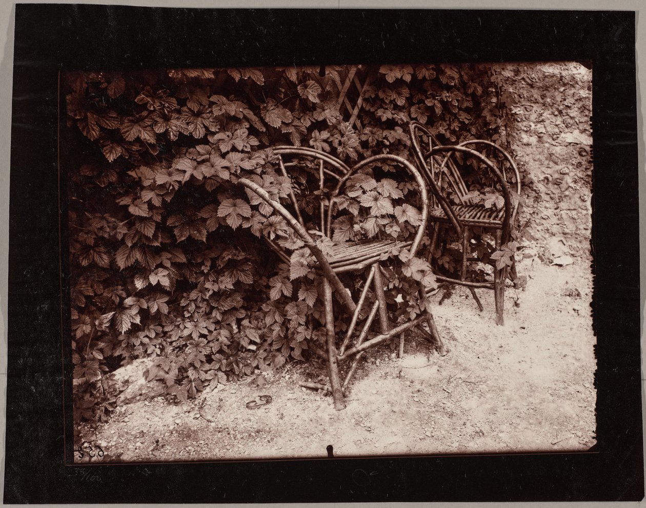 Houblon - Eugène Atget