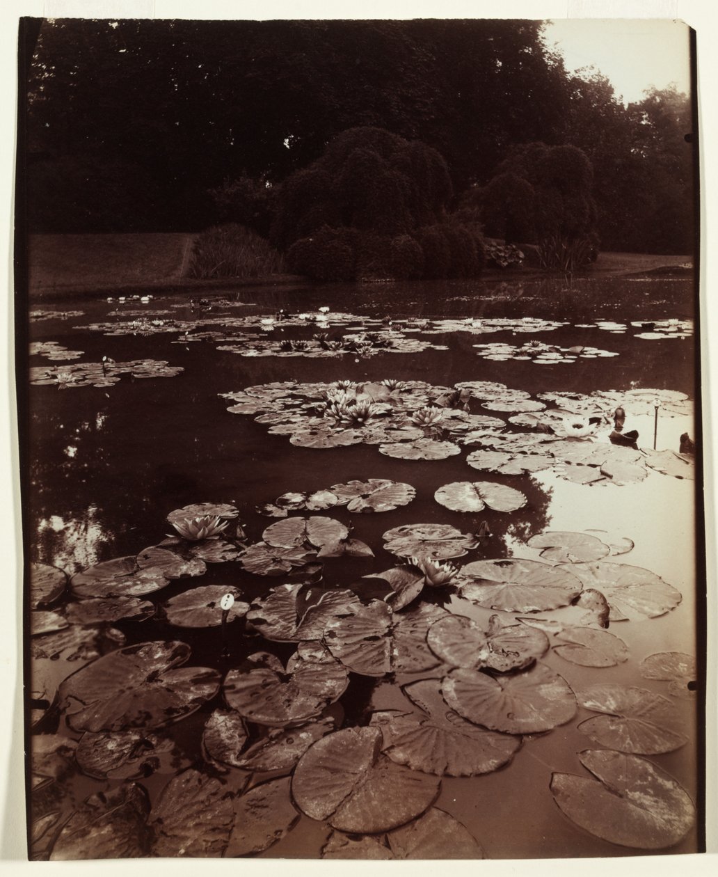 Nymphéa, 1922-1923 - Eugène Atget