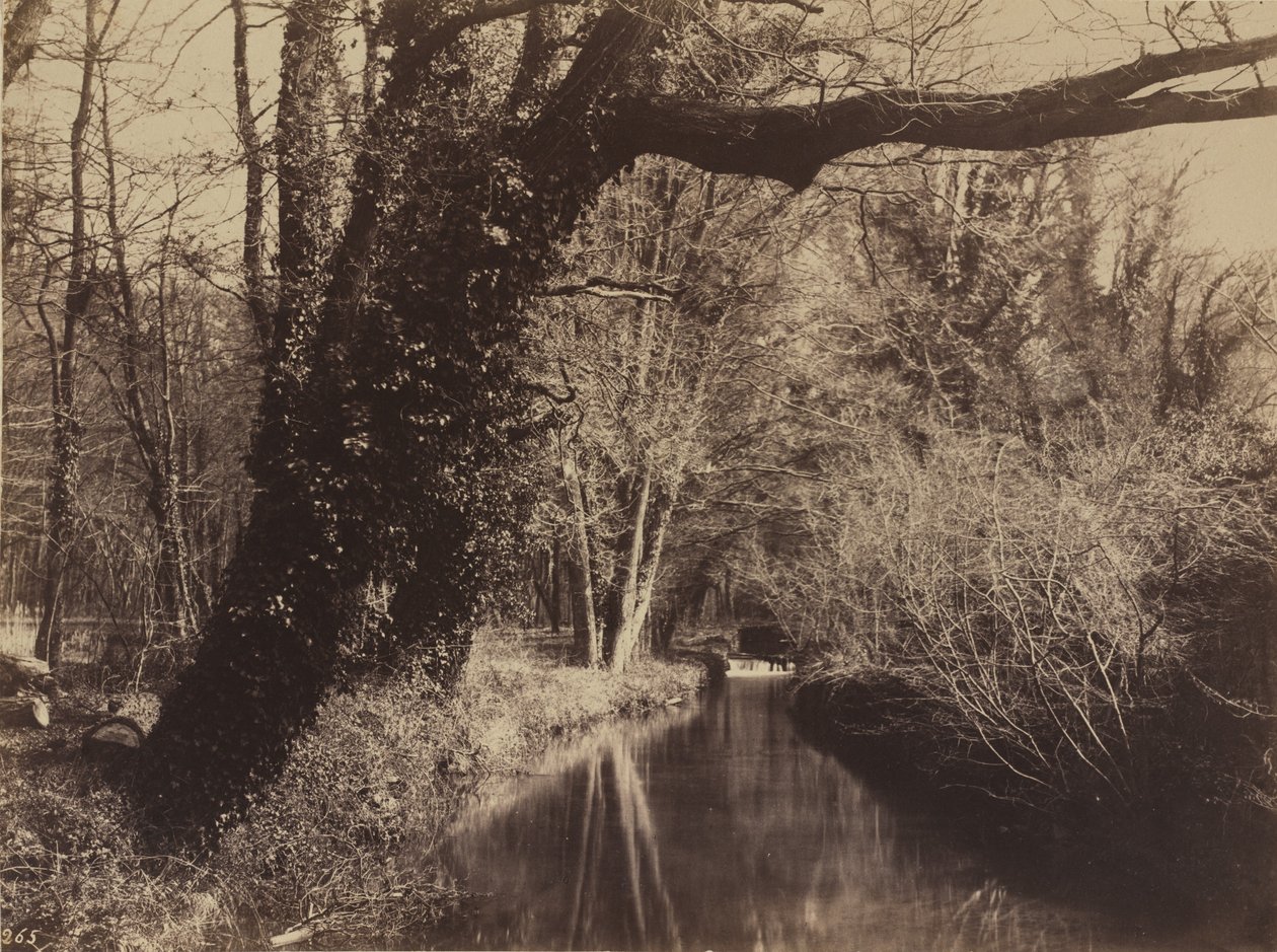 Parc de Courances - Eugène Cuvelier