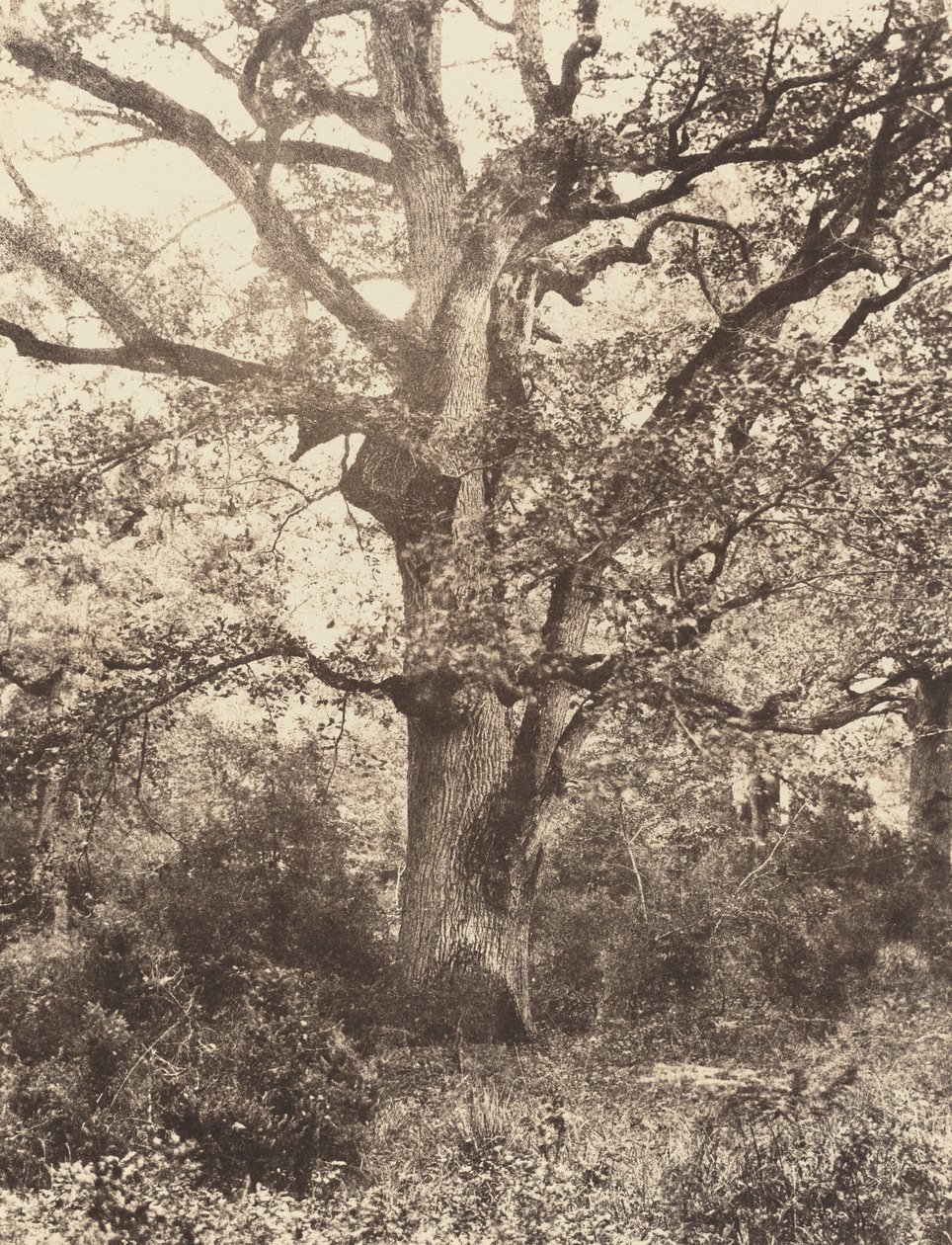 Près du Bodmer, 1860s - Eugène Cuvelier