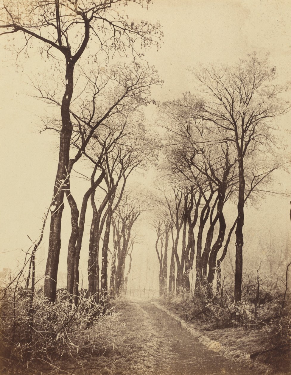 Route et arbres avec givre, 1860 (photo) - Eugène Cuvelier