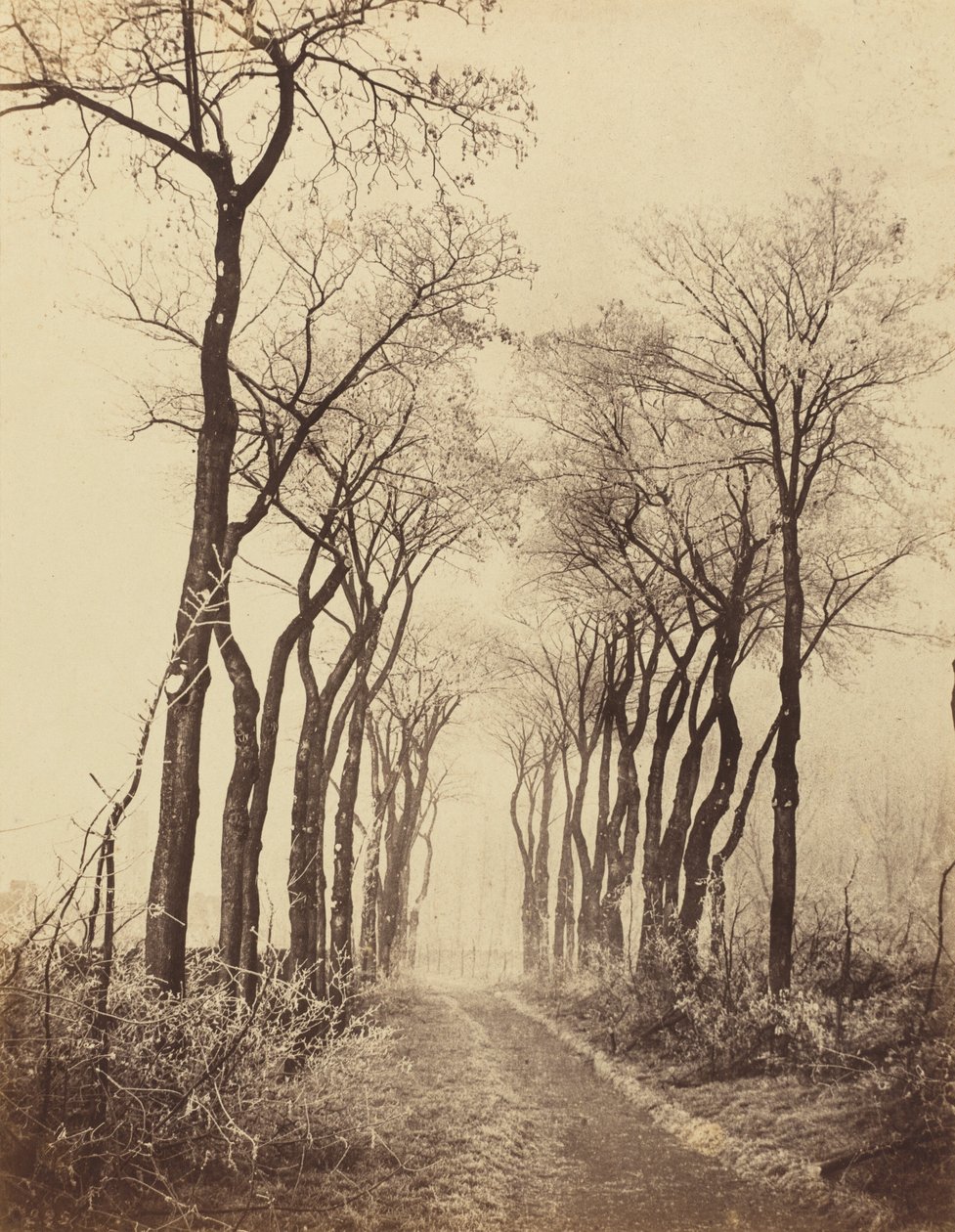 Route et arbres avec givre - Eugène Cuvelier