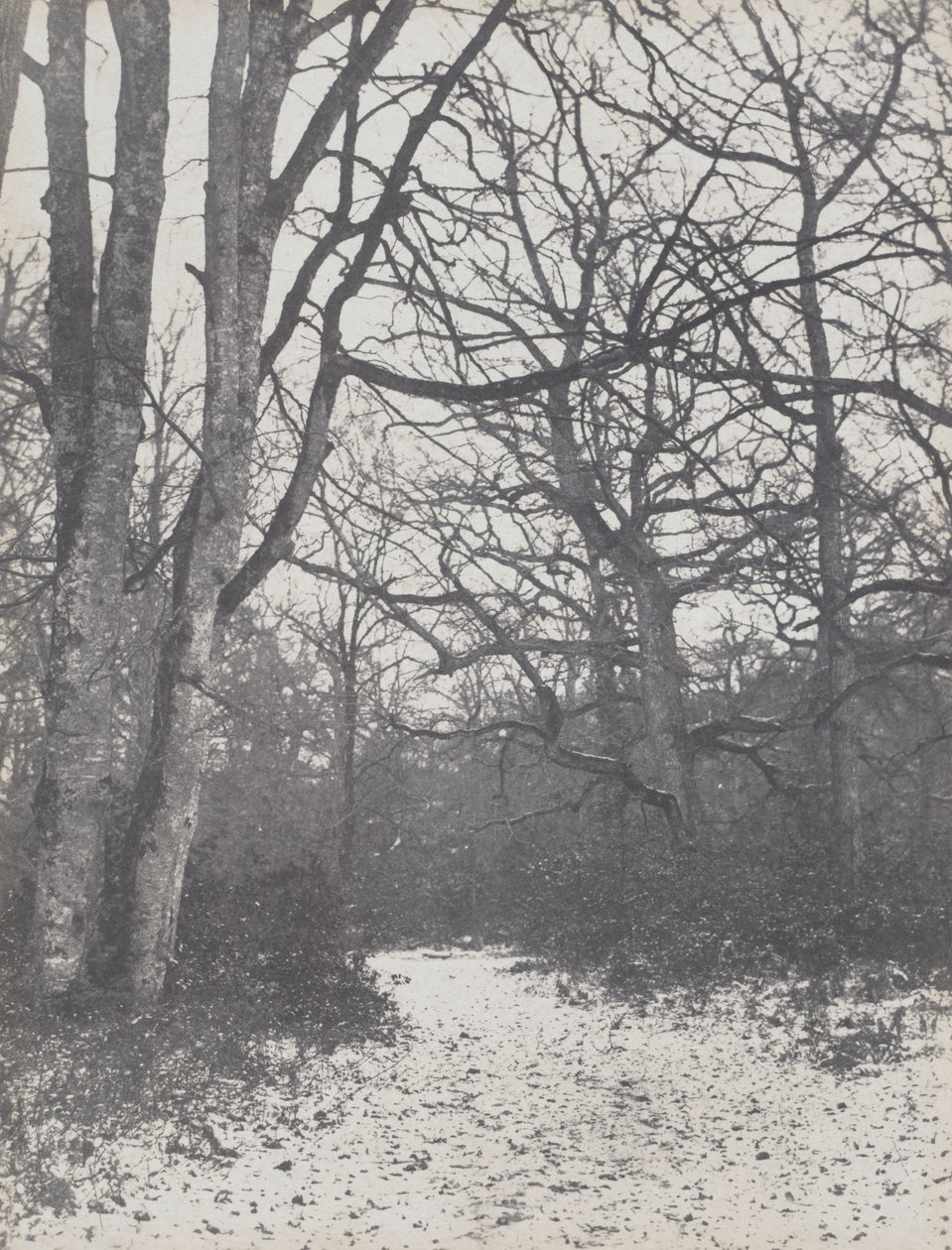 Route dans la forêt, 1860-1863 - Eugène Cuvelier