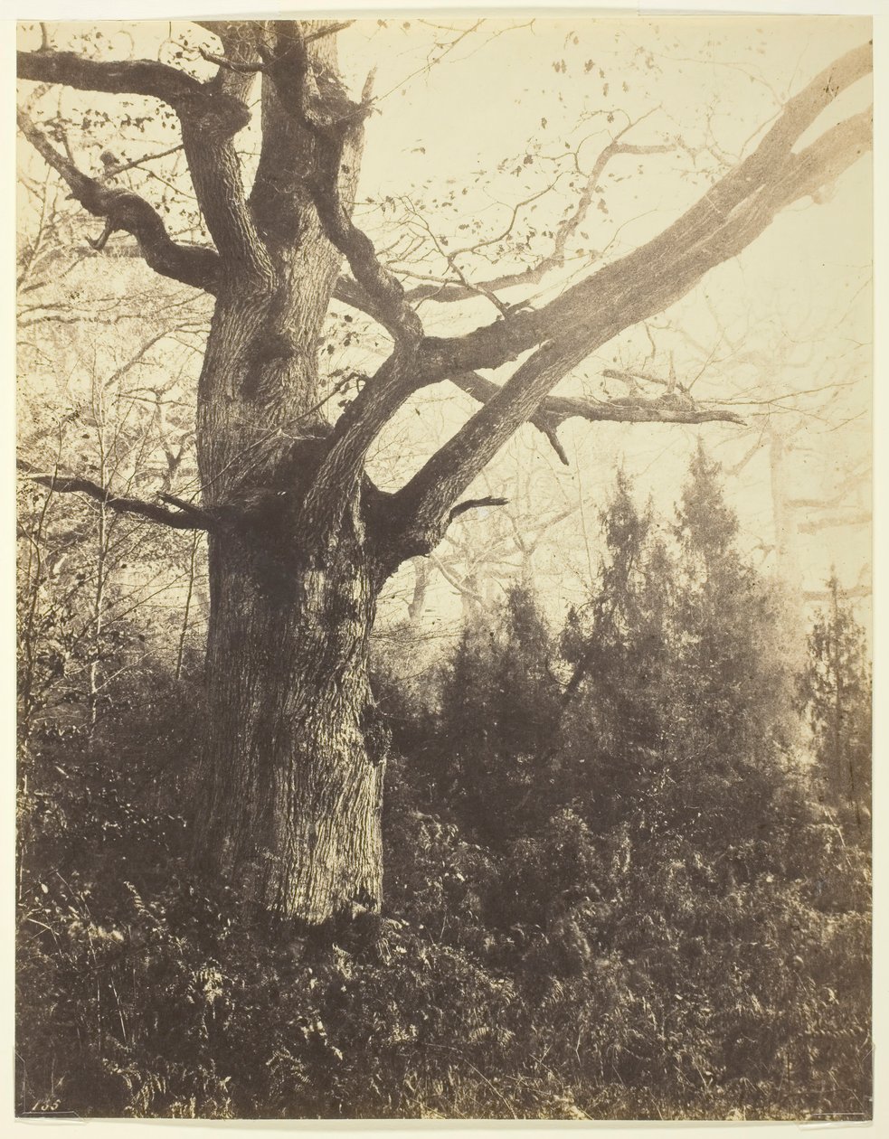 Sans titre [arbre], vers 1860 - Eugène Cuvelier