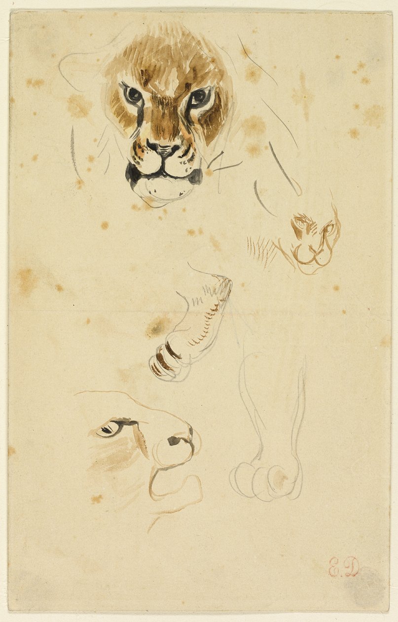 Têtes et pattes de lions - Eugène Delacroix