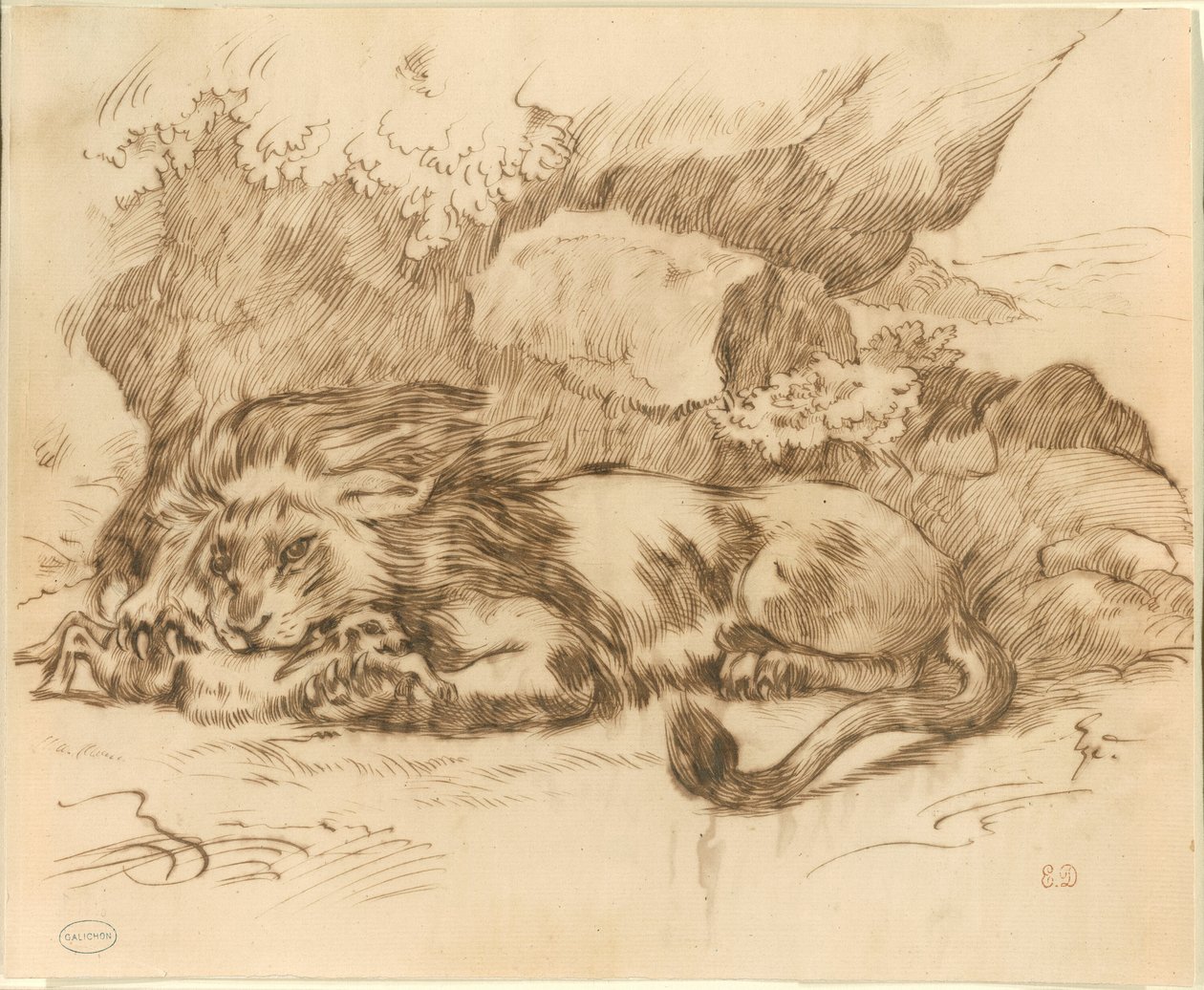 Lion dévorant un lapin - Eugène Delacroix