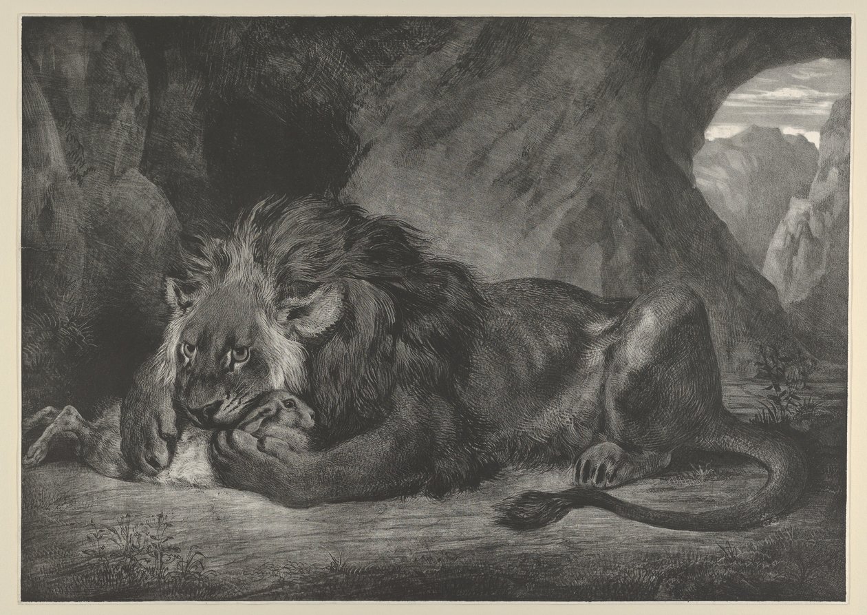Lion des montagnes de l