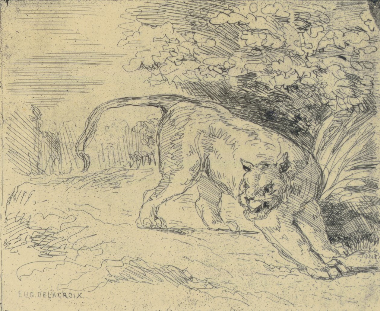 Tigre en Arrêt - Eugène Delacroix