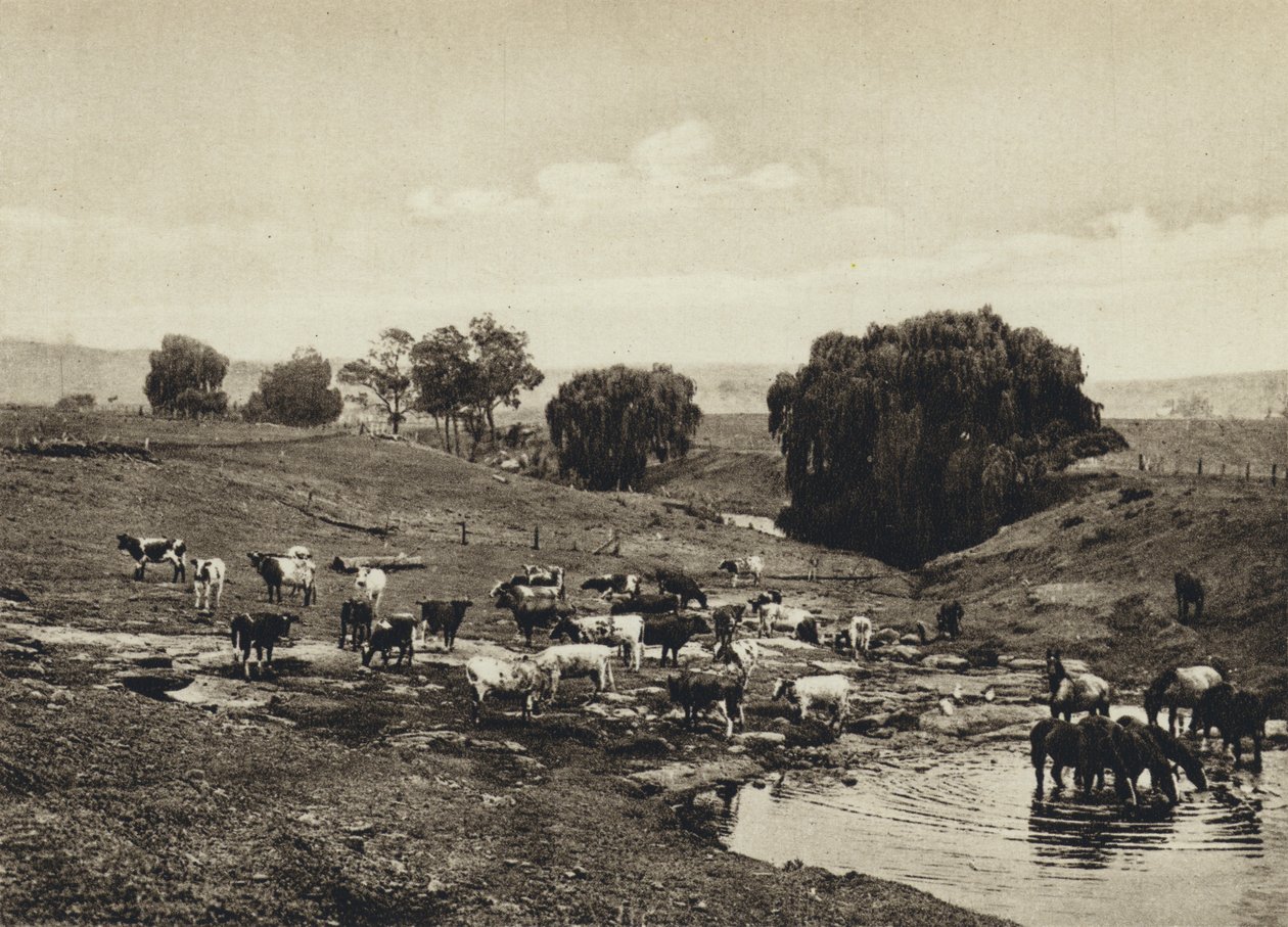 Australie, bétail, Queensland - European Photographer