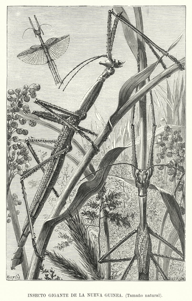 Insecte géant de Nouvelle-Guinée (lithographie) - European School