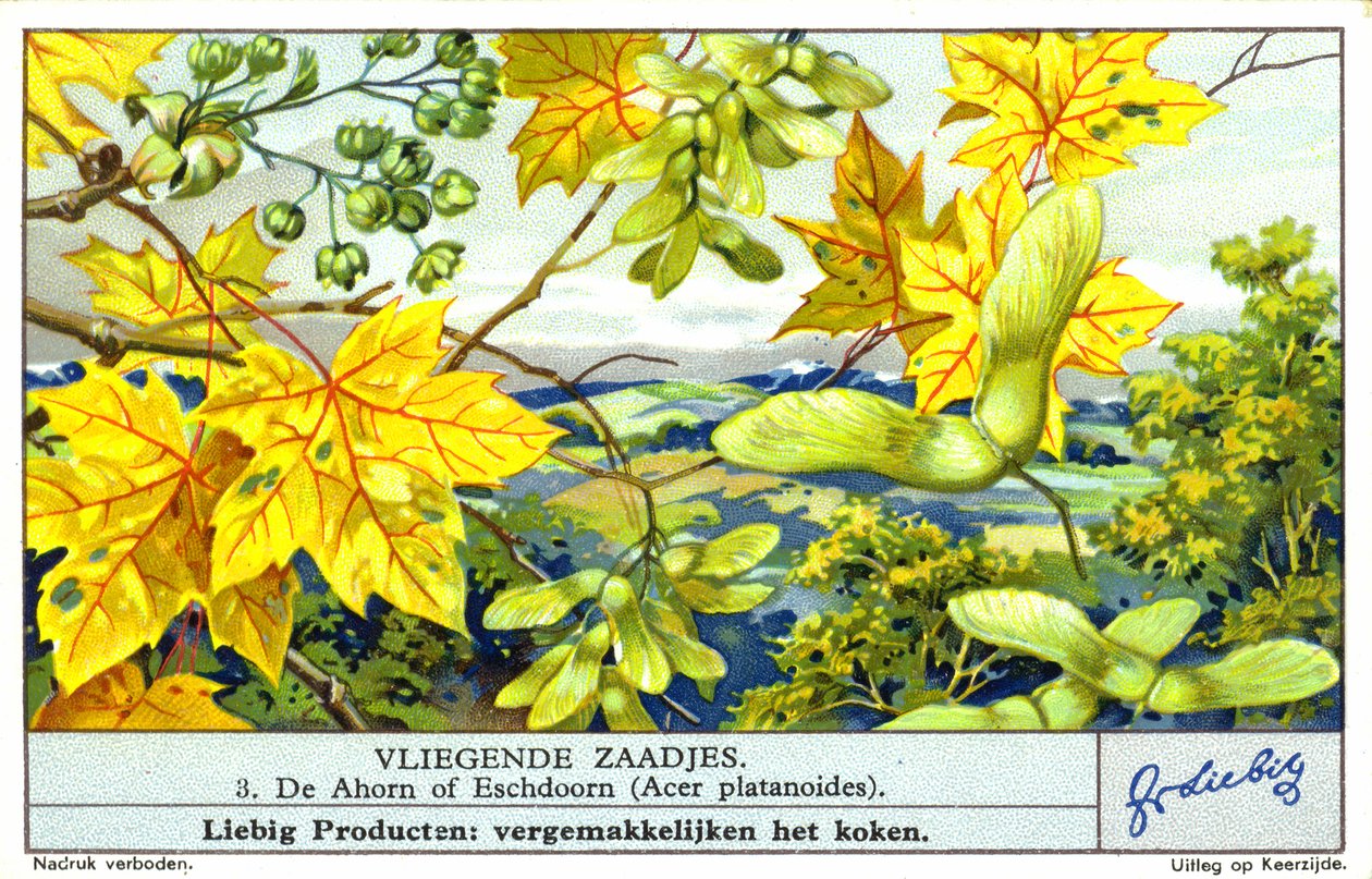 Érable de Norvège (Acer platanoides) (chromolitho) - European School