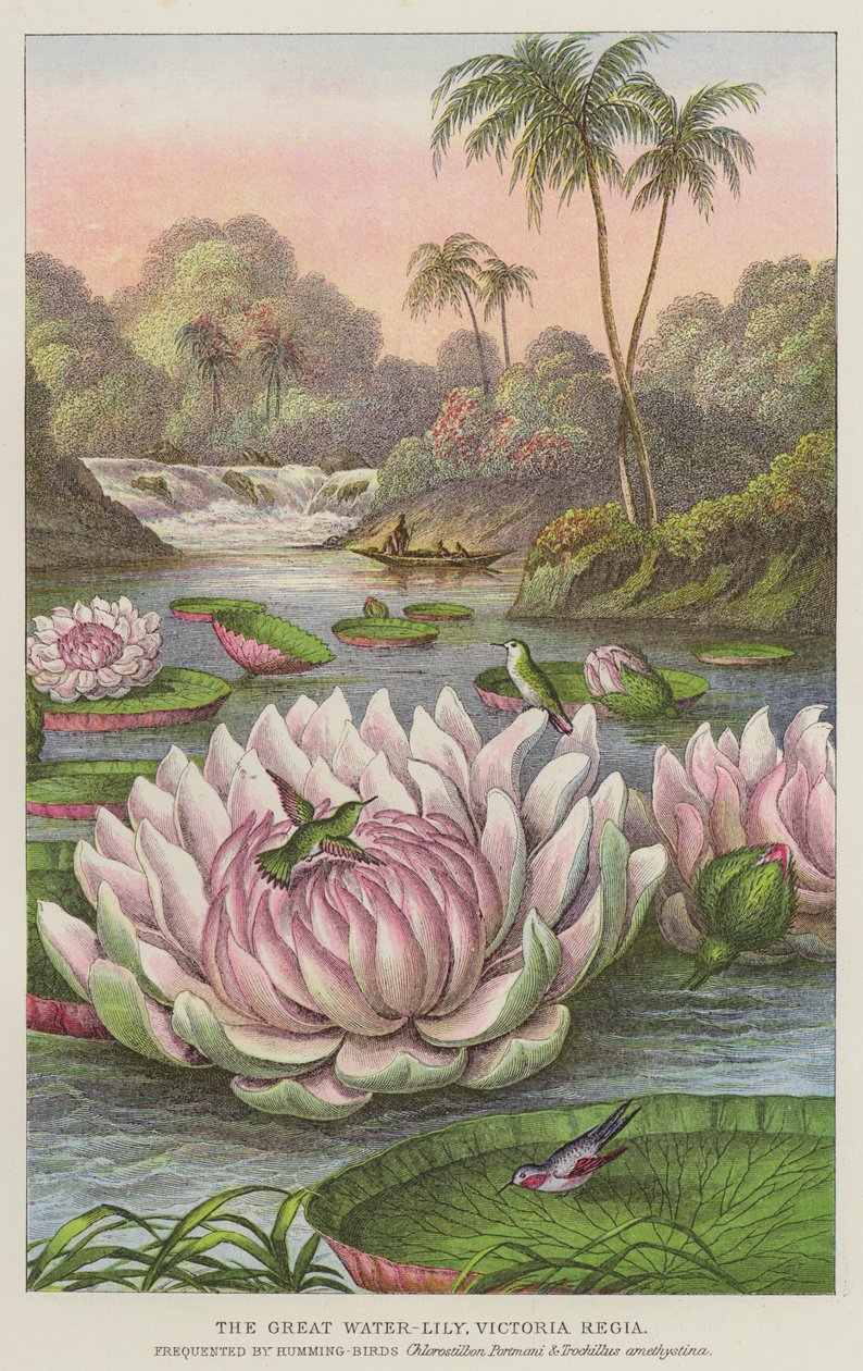 Le grand nénuphar, Victoria Regia - European School