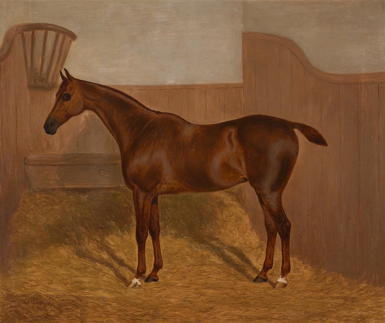 Portrait de cheval (Lady Oswestry ou Dandy) - F. Clifton