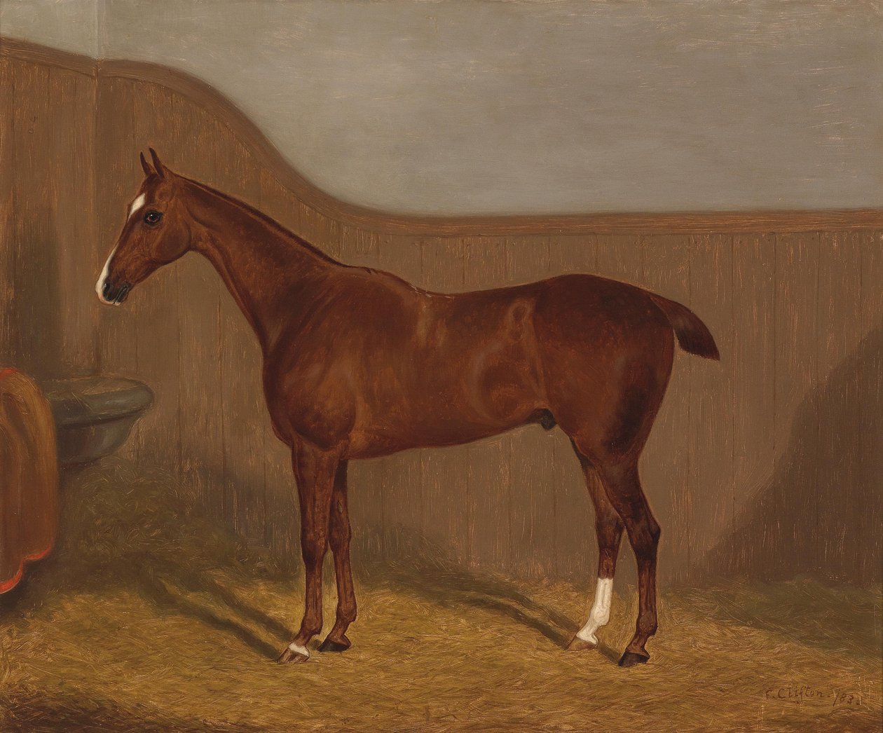 Portrait de cheval (Lady Oswestry ou Dandy) - F. Clifton