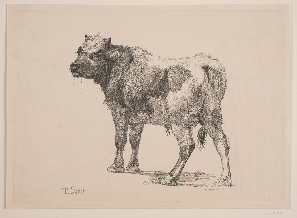 Veau debout - F. Hendriksen