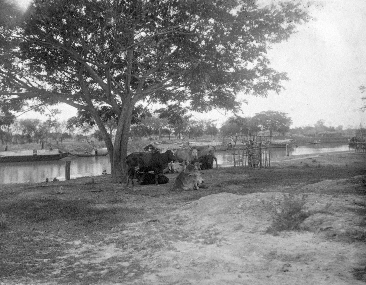 Bétail, Alipore, Inde, 1905-1906 - F. L. Peters