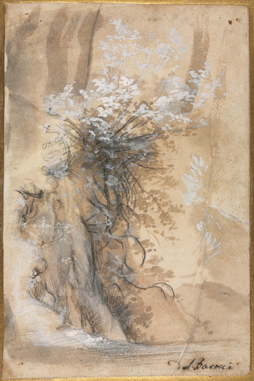 Buisson fleuri au-dessus d