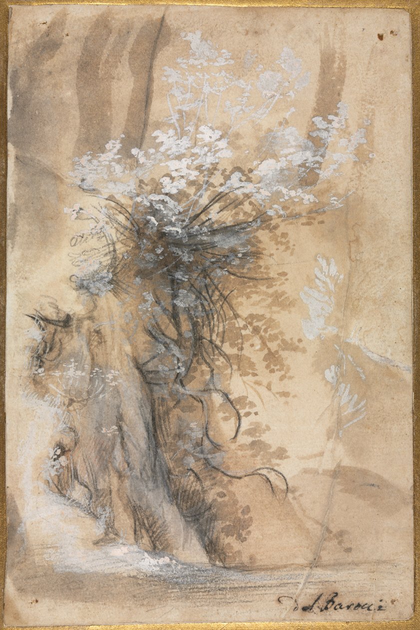 Buisson fleuri au-dessus d