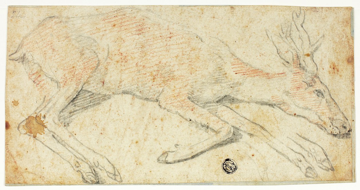 Cerf couché - Federico Zuccaro