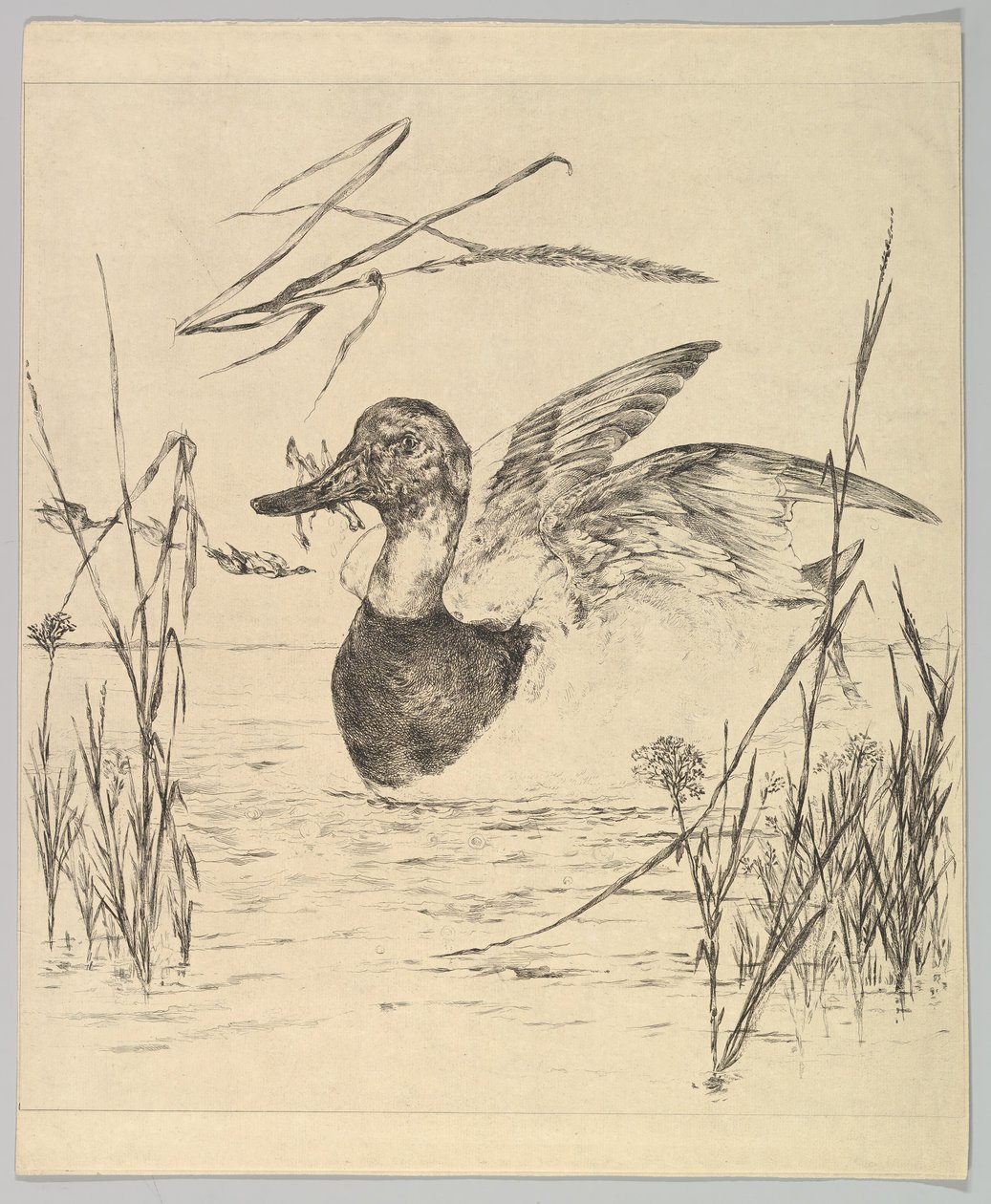 Canard, 1850-1914 - Felix Bracquemond