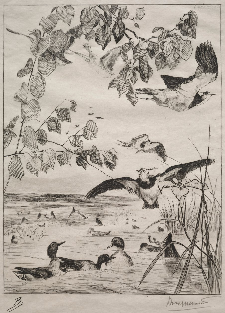 Vanneaux et sarcelles, 1862 - Felix Bracquemond